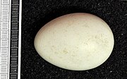 Egg, Collection Museum Wiesbaden