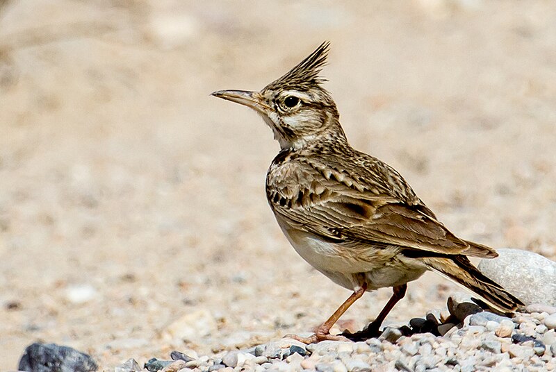 Archivo:Crested Lark - Qatar.jpg