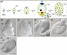 Double fertilization in arabidopsis.jpg