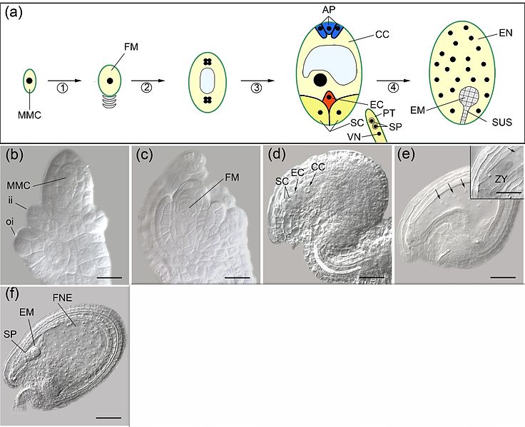 Файл:Double fertilization in arabidopsis.jpg