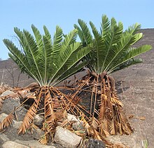 Encephalartos turneri.jpg