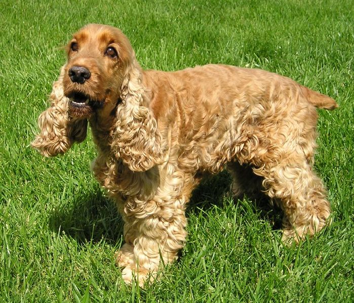 File:EnglishCockerSpaniel wb.jpg