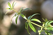 Leaves and stem of G. aparine. Notice the angular stem and whorled oblong/lanceolate leaves.