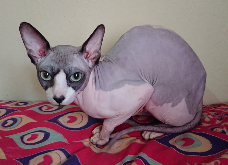 Archivo:GreekSphynxCat1.png