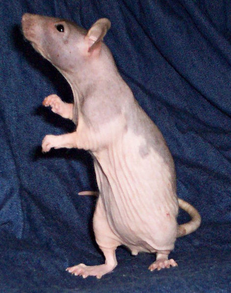 File:Hairless rat Lhassa.jpg