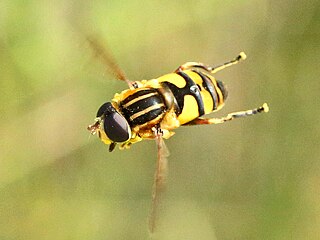 Female hovering