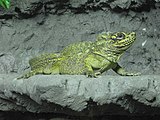 Philippine sailfin lizard in Tropicario in Helsinki, Finland