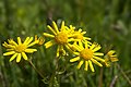 Jacobaea aquatica (Marsh Ragwort)