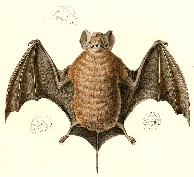 File:Molossus molossus molossus 1847.jpg