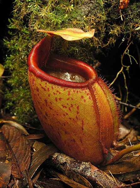 File:Nepenthes mira1.jpg