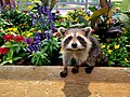 Baby raccoon (2)