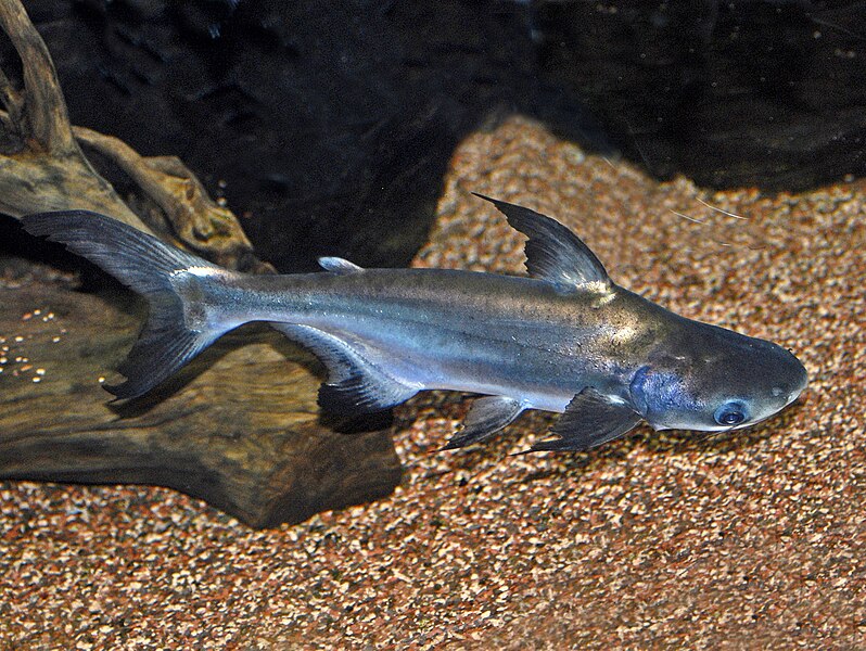 File:Pangasiidae - Pangasius sanitwongsei.jpg