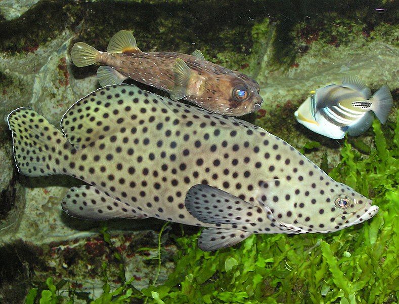 File:Panther.grouper.arp.jpg