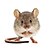 A cute little mouse on a white background.