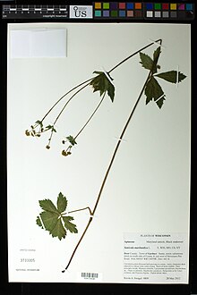 Sanicula marilandica Gardner Wisconsin.jpg