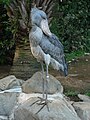  Vulnerable  Shoebill (Balaeniceps rex)