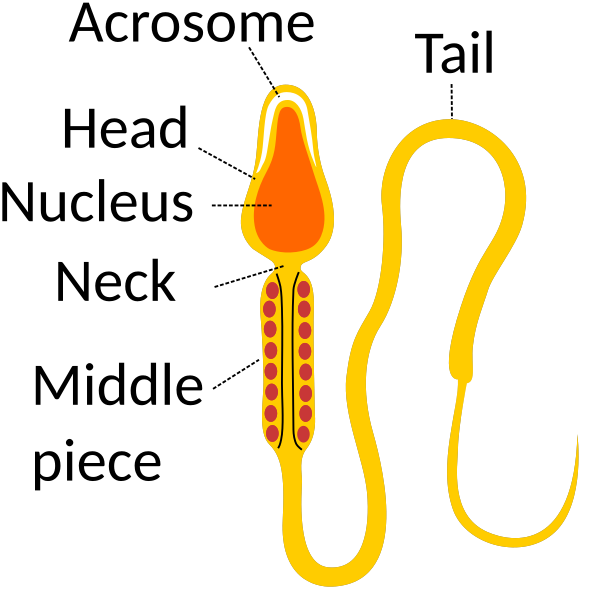 File:Sperm2.svg