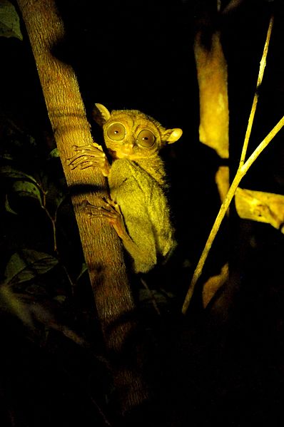 File:Tarsius di Belitung 06.jpg