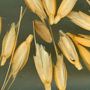 The seeds remain inside the threshed spikelets.