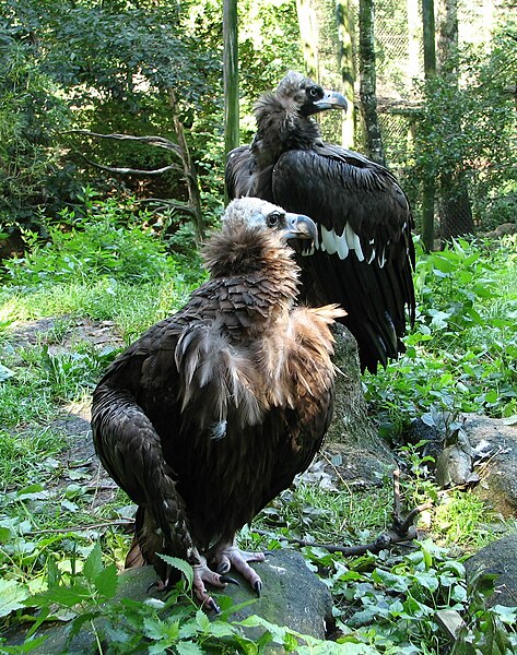 File:2xcinereous.vultures.jpg