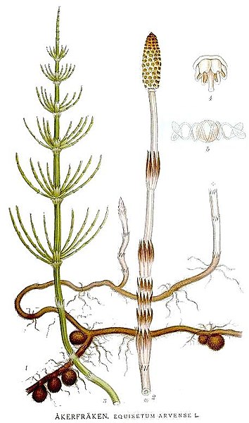 Файл:515 Equisetum arvense.jpg