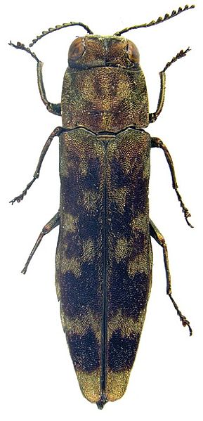 Файл:Agrilus zanthoxylumi - ZooKeys-256-035-g001-4.jpeg