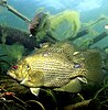 Rock bass