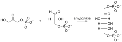 Альдольная реакция в глюконеогенезе