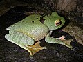 White-lipped bright-eyed frog, Boophis albilabris, Mantellidae, Madagascar