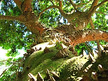 Caesalpinia echinata - Paubrasil.jpg