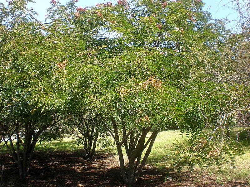 Archivo:Caesalpinia spinosa 6c.JPG