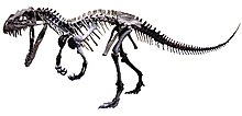 Cast of a juvenile skeleton at the Dinosaur Discovery Museum