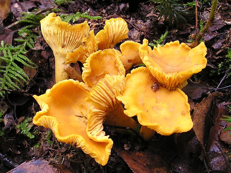 Файл:Chanterelle Cantharellus cibarius.jpg