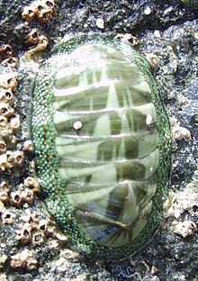 Chiton glaucus.JPG