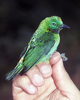 Оранжевоухая цветная танагра (Chlorochrysa calliparaea)