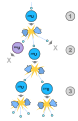 Image 16A schematic nuclear fission chain reaction. 1. A uranium-235 atom absorbs a neutron and fissions into two new atoms (fission fragments), releasing three new neutrons and some binding energy. 2. One of those neutrons is absorbed by an atom of uranium-238 and does not continue the reaction. Another neutron is simply lost and does not collide with anything, also not continuing the reaction. However, the one neutron does collide with an atom of uranium-235, which then fissions and releases two neutrons and some binding energy. 3. Both of those neutrons collide with uranium-235 atoms, each of which fissions and releases between one and three neutrons, which can then continue the reaction. (from Nuclear fission)