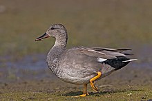 a mainly grey duck