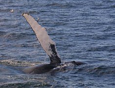 Slapping pectoral fins