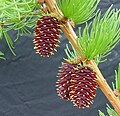 Leaves and immature cones in spring