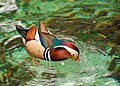 Mandarin Duck (Aix galericulata)