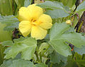 Hawaiian hibiscus Mao hau hele (maʻo hau hele) State Flower