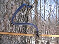 Image 48Sugar maple (Acer saccharum) tapped to collect sap for maple syrup (from Tree)