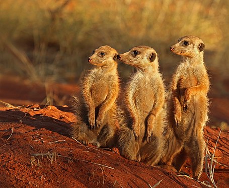 Meerkats (created and nominated by Charlesjsharp)