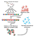 Thumbnail for Monoclonal antibody