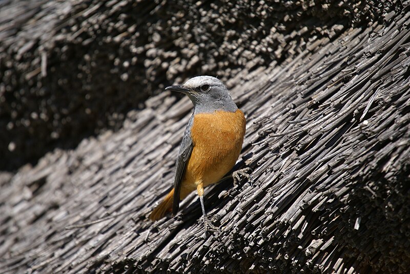 File:Monticola brevipes, Namibia 1.jpg