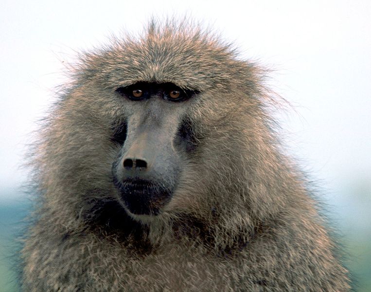 Archivo:Olive baboon1.jpg