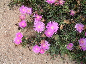 Lampranthus productus