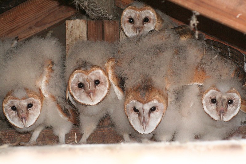 Archivo:Owlets.jpg