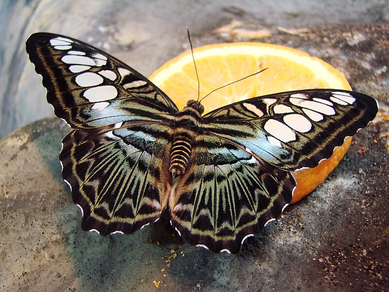 File:Parthenos sylvia (Wroclaw zoo)-1.JPG