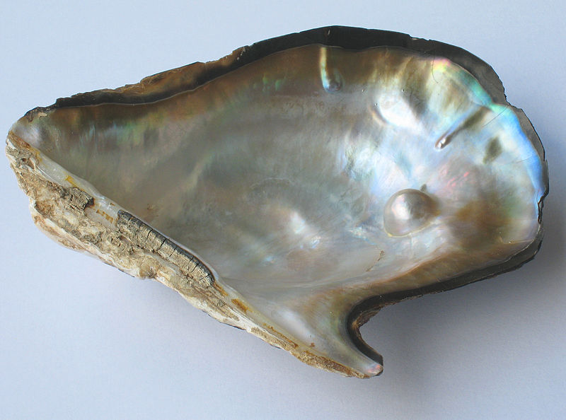 File:Pearl oyster.jpg